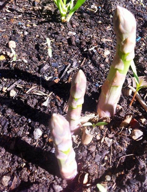 Asparagus