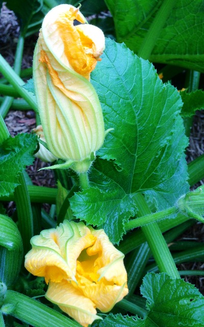 zucchini flowers garden