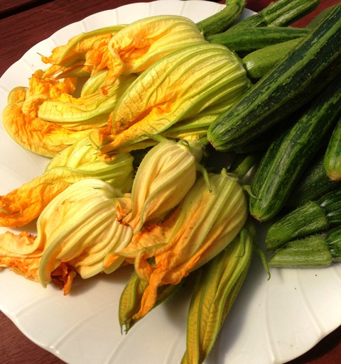 zucchini flowers picked
