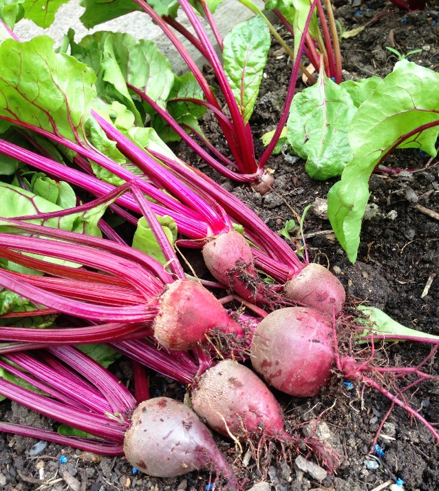 beetroot