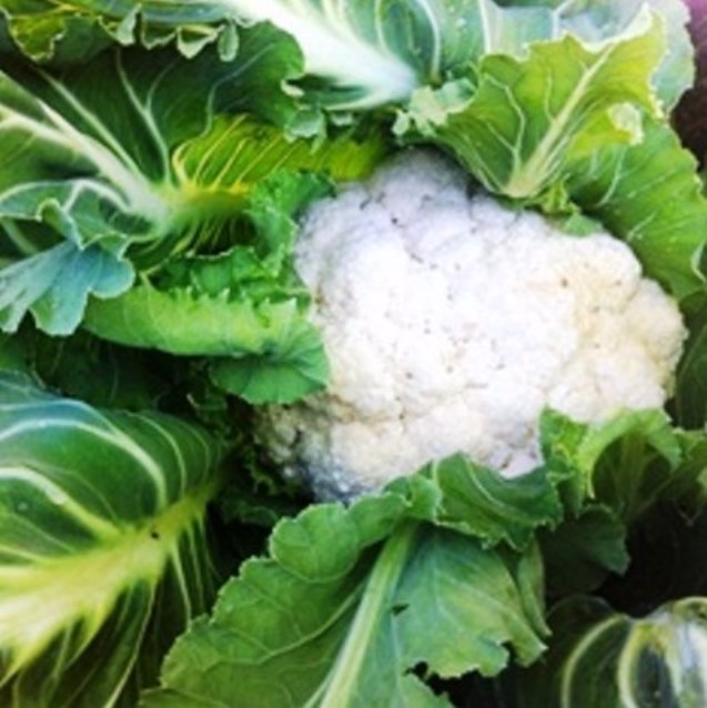 Cauliflower  Season